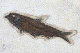 Framed Fossil Fish Plate (Diplomystus & Knightia) - Wyoming #122639-2